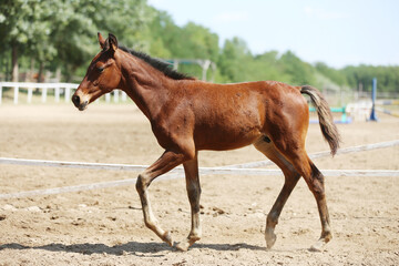 Fototapeta premium Few days old foal showing his skills on rural animal farm summertime. Very young horse live on beautiful environment