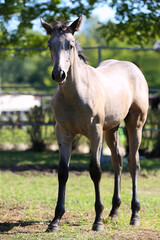 Fototapeta premium Few days old foal showing his skills on rural animal farm summertime. Very young horse live on beautiful environment