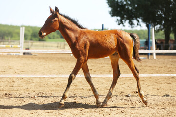 Fototapeta premium Few days old foal showing his skills on rural animal farm summertime. Very young horse live on beautiful environment