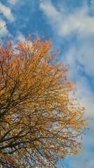 Obraz premium Ambiance automnale : feuilles de liquidambar virant à l'orange