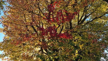 Ambiance automnale : feuilles de liquidambar irradiées de soleil	