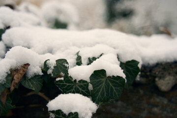 fresh snow deposited on the ivy leaves between the rocks