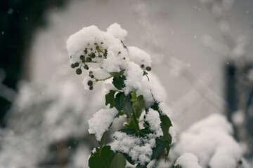 snow-covered trees in the foreground and falling snow in the background