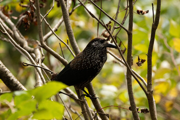 Tannhaeher bird or Nucifraga Caryocatactes in a forest in Arosa in Switzerland