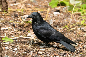 Black raven is sitting on the ground in a forest in Arosa in Switzerland
