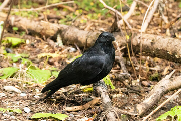 Obraz premium Black raven is sitting on the ground in a forest in Arosa in Switzerland