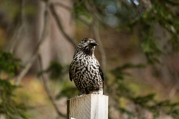 Tannhaeher bird or Nucifraga Caryocatactes in a forest in Arosa in Switzerland