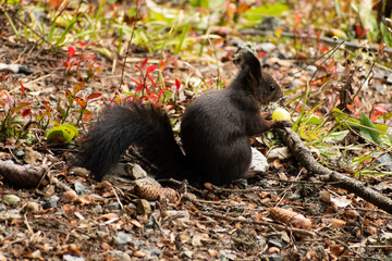 Squirrel is searching for food in a forest in Arosa in Switzerland