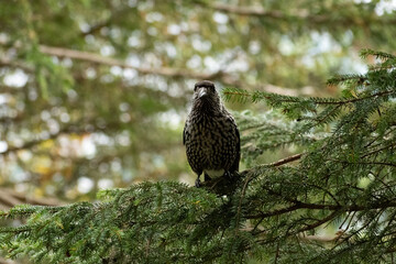 Tannhaeher bird or Nucifraga Caryocatactes in a forest in Arosa in Switzerland