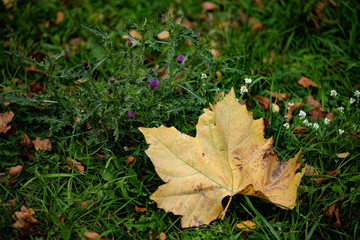 autumn landscape, multi-colored, colored leaves, yellow, gold, green, green grass, wild flowers, park, forest, river bank.