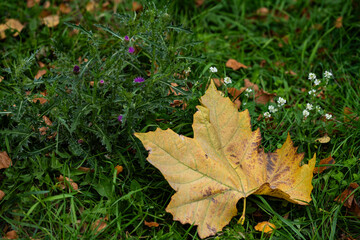 autumn landscape, multi-colored, colored leaves, yellow, gold, green, green grass, wild flowers, park, forest, river bank.