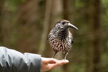 Tannhaeher bird or Nucifraga Caryocatactes on a human hand in Arosa in Switzerland