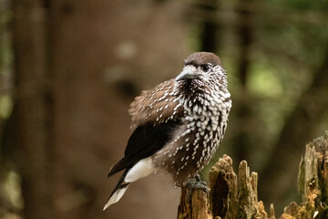Tannhaeher bird or Nucifraga Caryocatactes in a forest in Arosa in Switzerland
