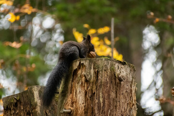 Squirrel is searching for food in a forest in Arosa in Switzerland