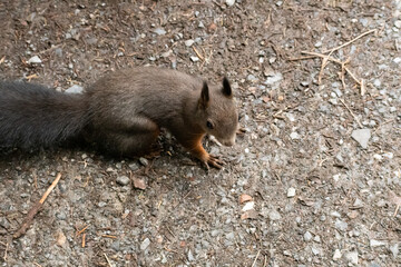 Squirrel is searching for food in a forest in Arosa in Switzerland