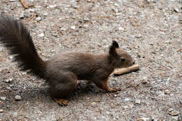 Squirrel is searching for food in a forest in Arosa in Switzerland