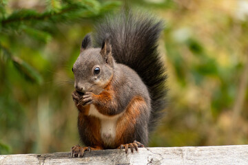 Squirrel is sitting on a bench and eats a nut in a forest in Arosa in Switzerland