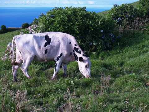 cow in the field