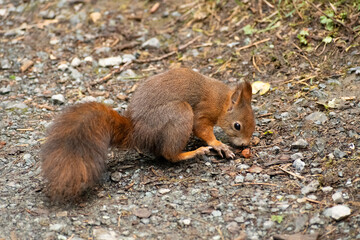 Squirrel is searching for food in a forest in Arosa in Switzerland