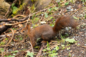 Squirrel is searching for food in a forest in Arosa in Switzerland