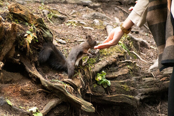 Squirrel is taking food from a human hand in a forest in Arosa in Switzerland