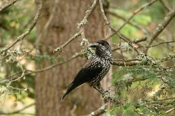 Tannhaeher bird or Nucifraga Caryocatactes in a forest in Arosa in Switzerland