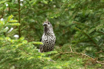 Tannhaeher bird or Nucifraga Caryocatactes in a forest in Arosa in Switzerland