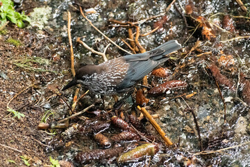 Tannhaeher bird or Nucifraga Caryocatactes in a forest in Arosa in Switzerland