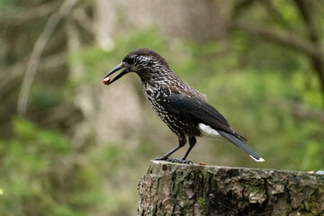 Tannhaeher bird or Nucifraga Caryocatactes in a forest in Arosa in Switzerland