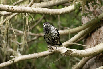 Tannhaeher bird or Nucifraga Caryocatactes in a forest in Arosa in Switzerland