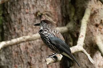 Tannhaeher bird or Nucifraga Caryocatactes in a forest in Arosa in Switzerland