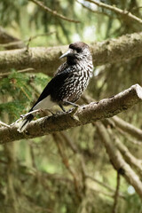 Tannhaeher bird or Nucifraga Caryocatactes in a forest in Arosa in Switzerland