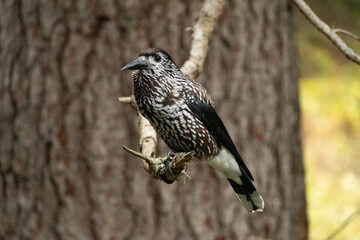 Tannhaeher bird or Nucifraga Caryocatactes in a forest in Arosa in Switzerland