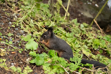 Squirrel is searching for food in a forest in Arosa in Switzerland