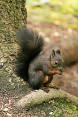 Squirrel is searching for food in a forest in Arosa in Switzerland