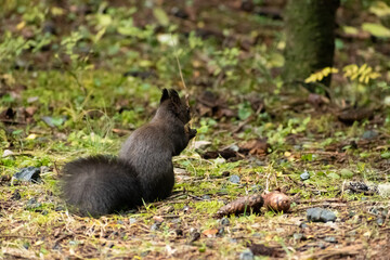 Squirrel is searching for food in a forest in Arosa in Switzerland