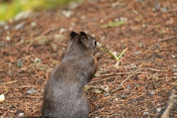 Squirrel is searching for food in a forest in Arosa in Switzerland