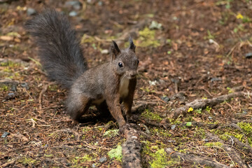 Squirrel is searching for food in a forest in Arosa in Switzerland