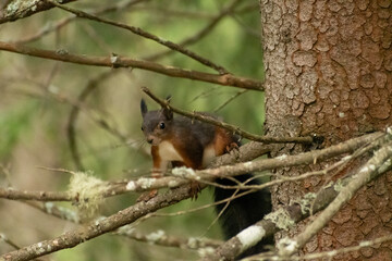 Squirrel is searching for food in a forest in Arosa in Switzerland