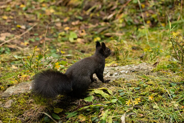 Squirrel is searching for food in a forest in Arosa in Switzerland