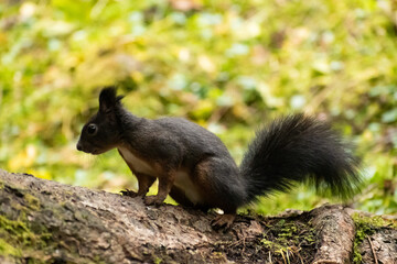 Squirrel is searching for food in a forest in Arosa in Switzerland