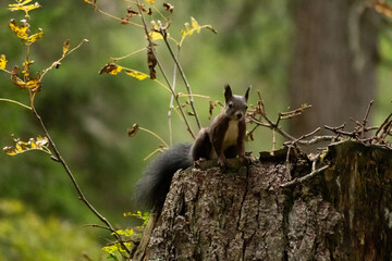Squirrel is searching for food in a forest in Arosa in Switzerland
