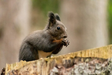 Obraz premium Squirrel is searching for food in a forest in Arosa in Switzerland