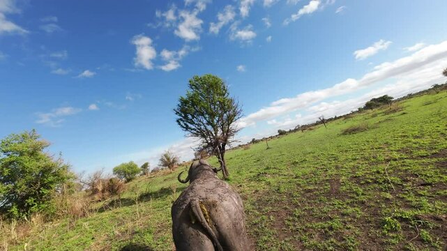 Dynamic fpv drone shot of running Cape buffalo scared of predators