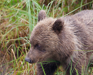 Fototapeta premium Close-up photo of a cute Alaskan Brown Bear cub standing among the grass in Big River Lakes, Alaska, USA