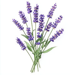 Fototapeta premium A beautiful arrangement of fresh lavender flowers with vibrant purple blooms and green leaves, perfect for bringing a touch of nature and tranquility to any space.