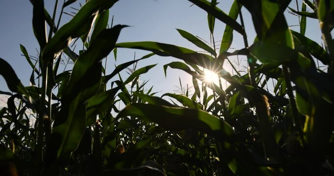 green corn field during the flowering of corn, beautiful corn flowers in the summer in sunny weather