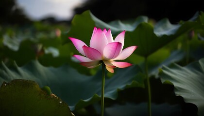 Fototapeta premium Blooming Indian Lotus, Serene Beauty of Natural Environment