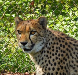 The close-up photo of a cheetah looking towards the camera in Warsaw zoo.	