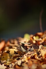 Autumn spring leaf pictures and decor grass taken in the park